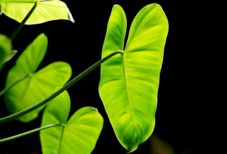 What are Philodendrons： A Green Plant That can be Grown Indoors