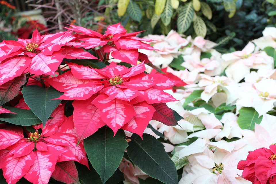 What is a Poinsettia：a Beautiful Ornamental Plant