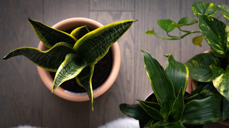 Snake Plants： Strong Adaptability to the Environment