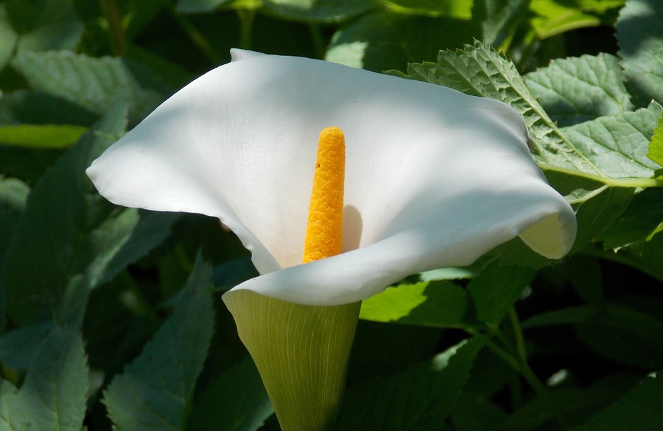 About the Peace Lily