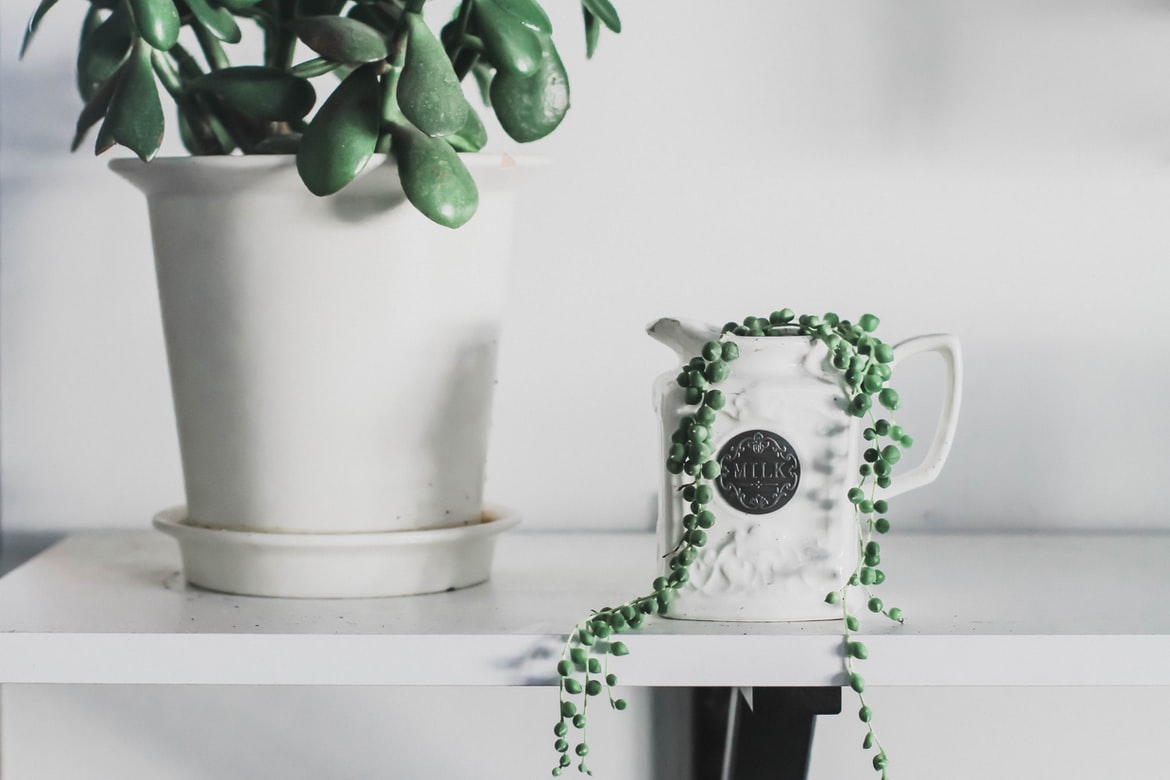 What is a Jade Plant: A Prosperity and Friendship Plant