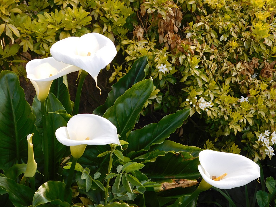 What is a Peace Lily: a New Generation of Indoor Potted Flowers