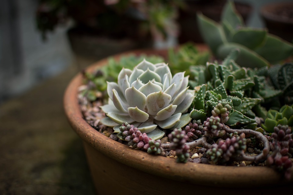 What is a succulent?