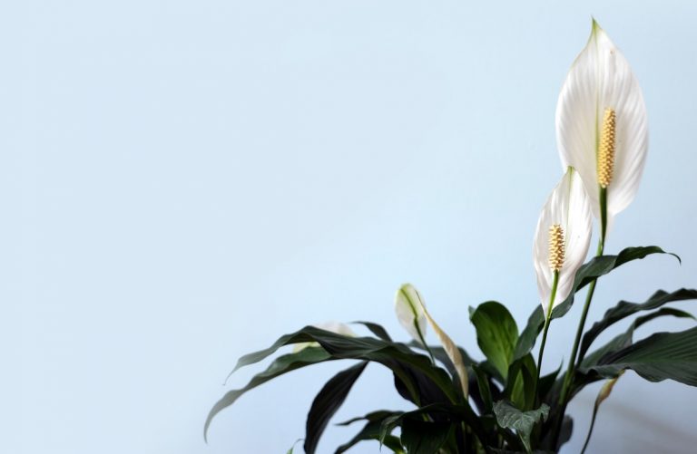 How to Grow and Care for a Peace Lily Indoors?