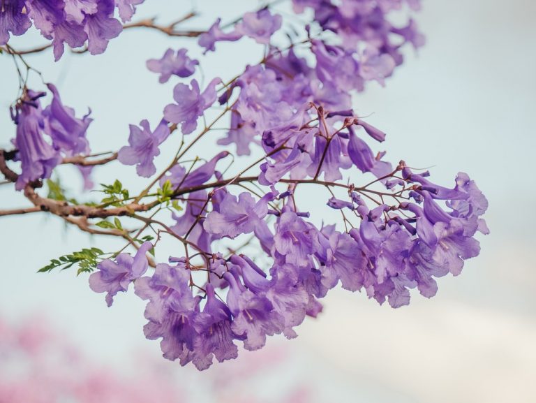 Jacaranda: Tips on Growing and Caring for this Beautiful Plant