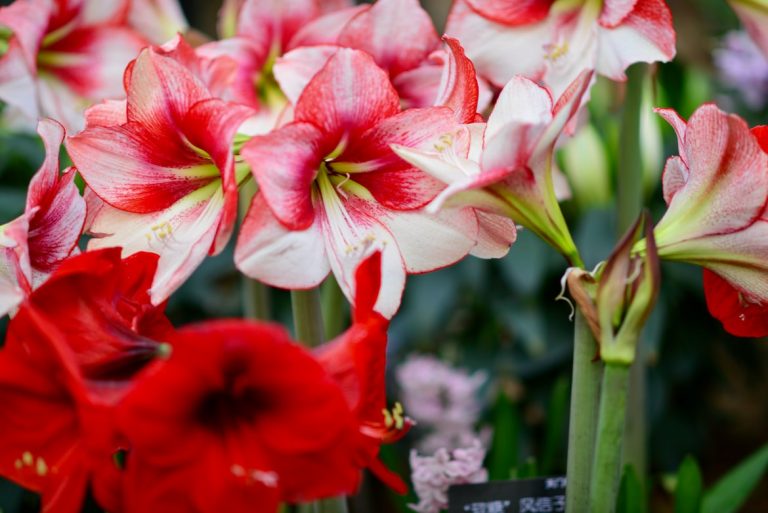 Amaryllis: Tips on Growing and Caring for this Beautiful Flower