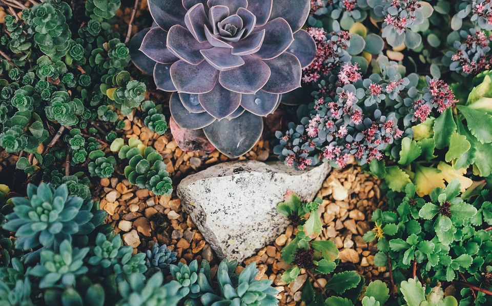 Plant Succulents in the Right Soil