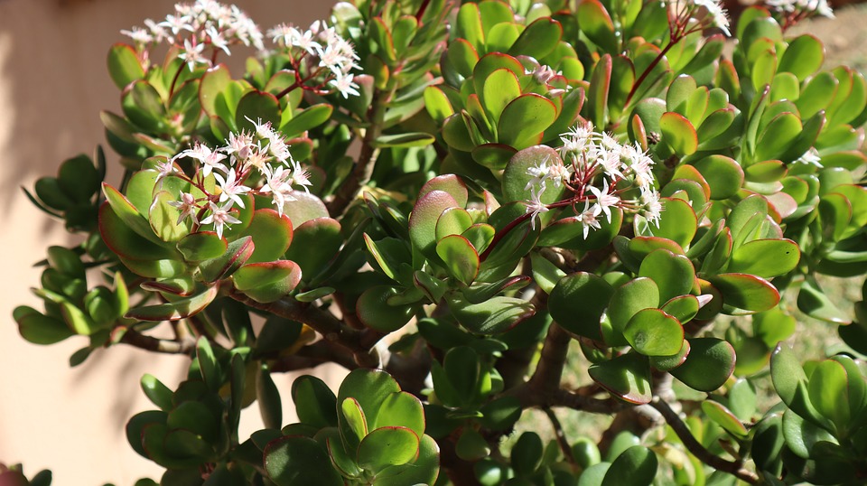 About the Jade Plant