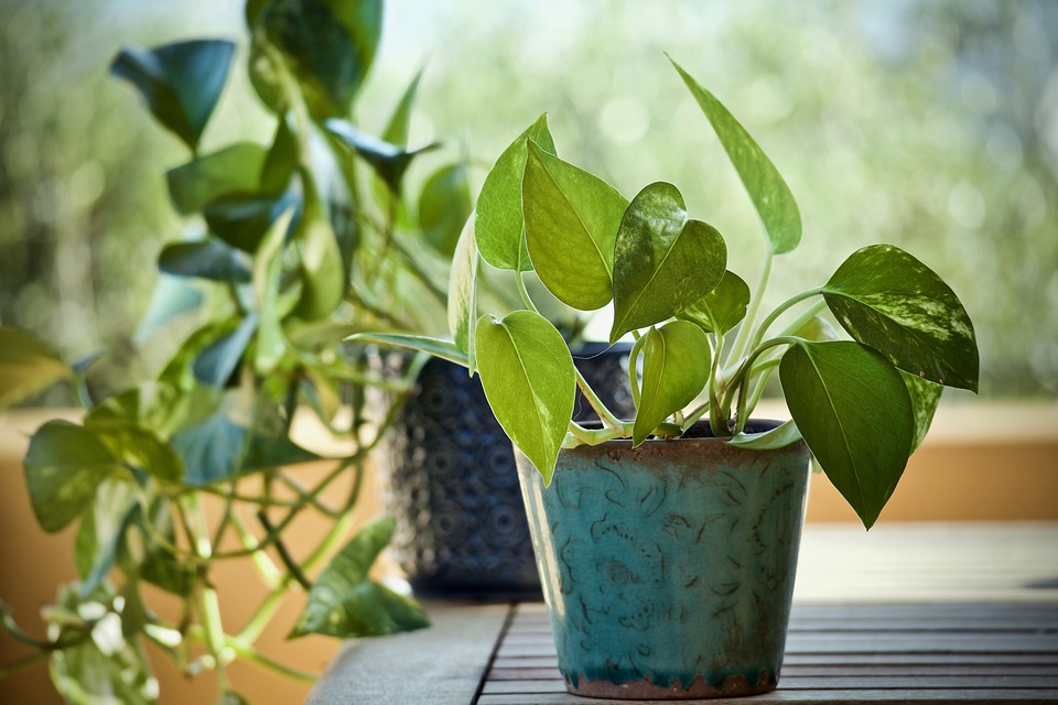 How to Grow and Care for Pothos to Make them Beautiful?