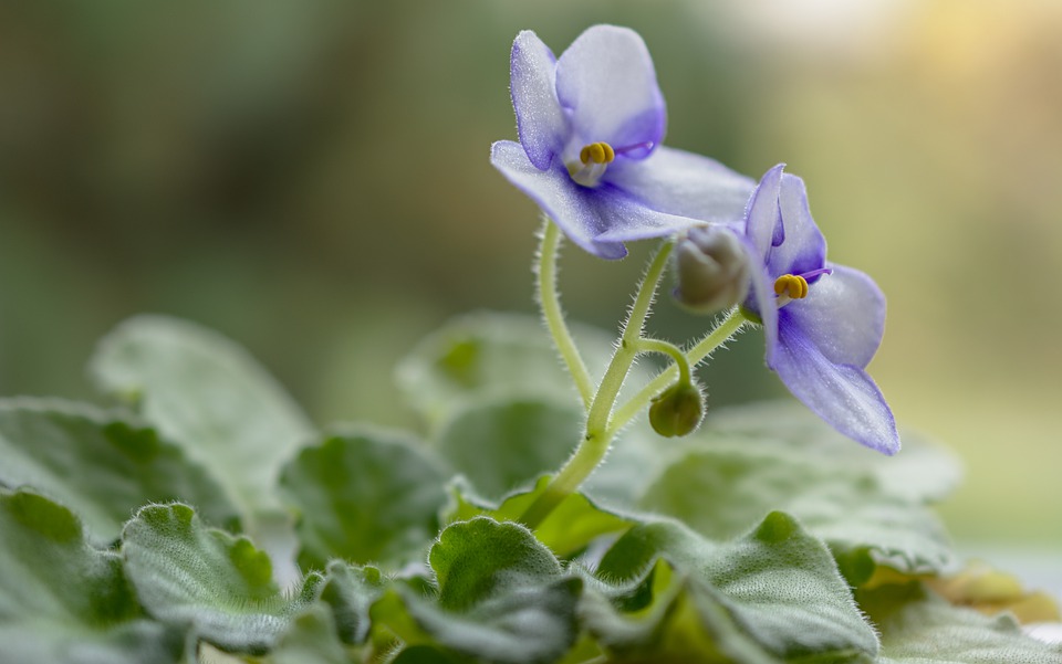 Cultivation of African Violets