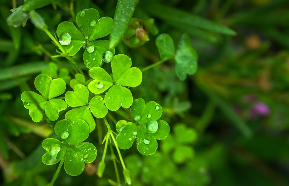 What is a Shamrock Plant?