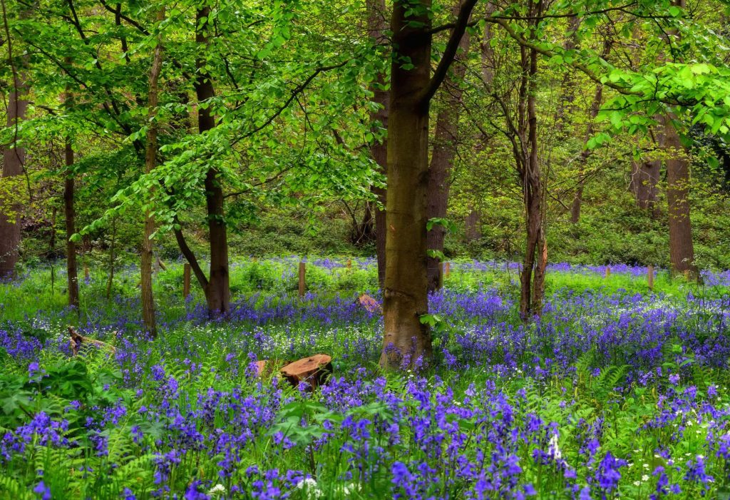 About Bluebells