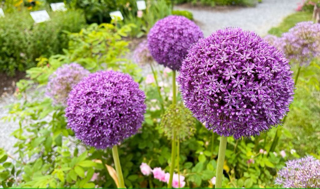 About Alliums