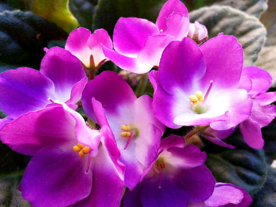 About African Violet