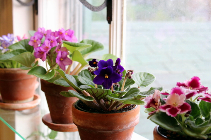 Cultivation of African Violets