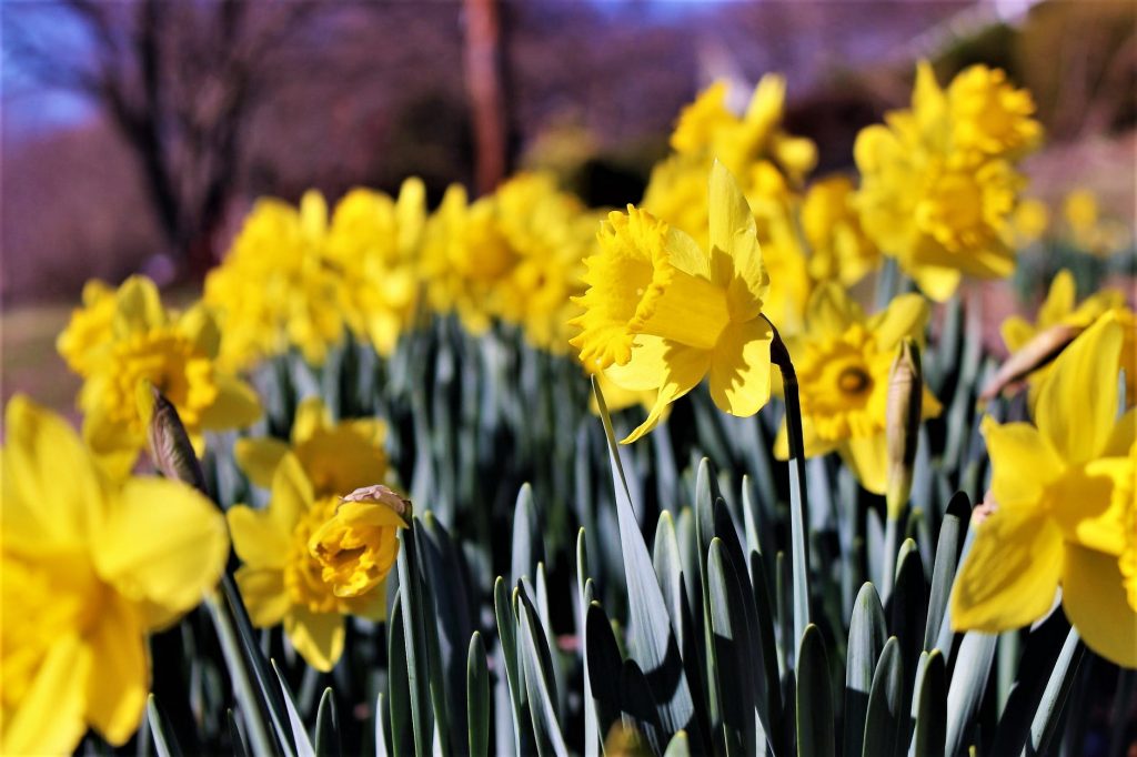 About Daffodils