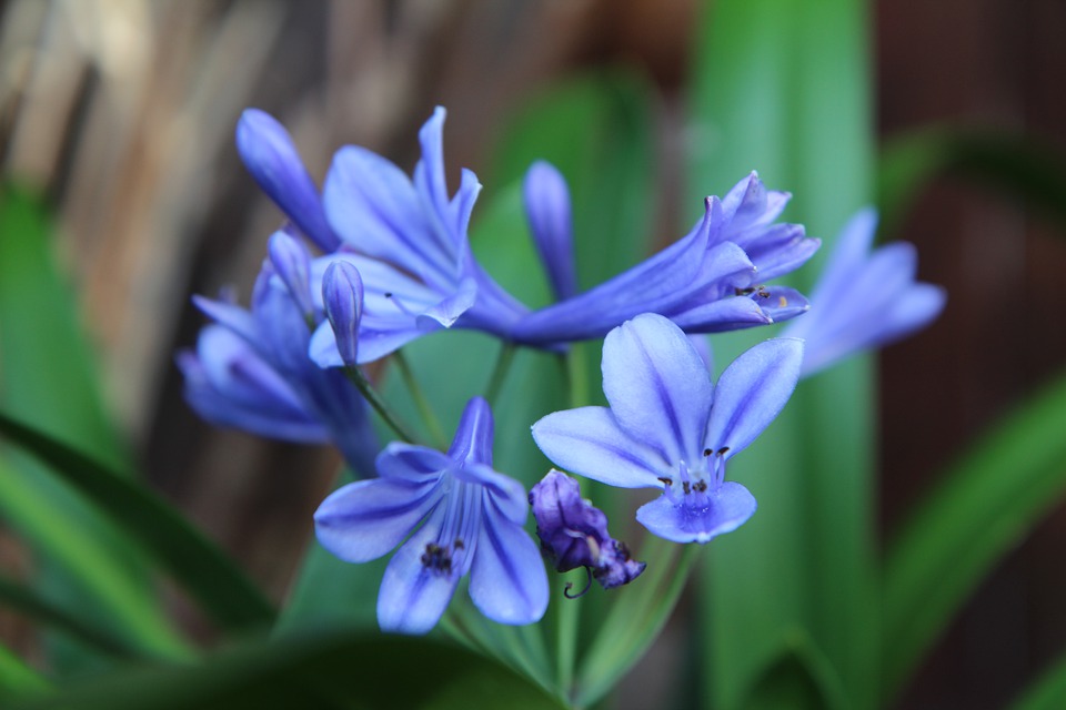 About Agapanthus