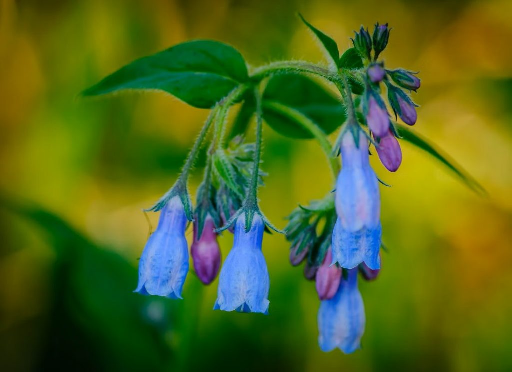 Bluebells Play an Important Role in Ecosytem: