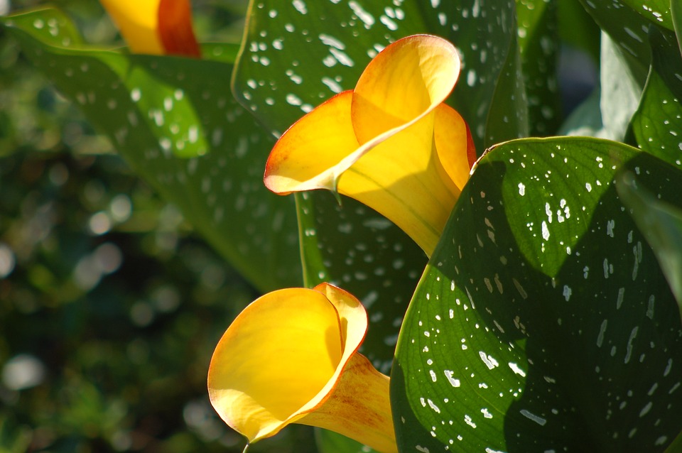 About Calla Lilies