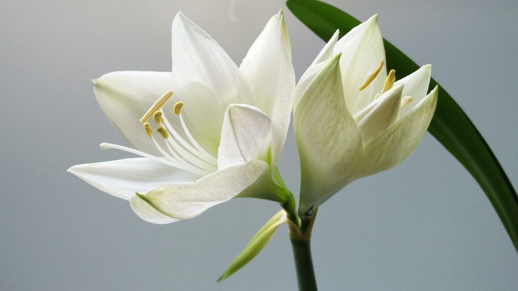 Why Lilies are Must Have?