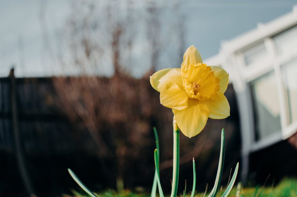 Propagating Daffodils