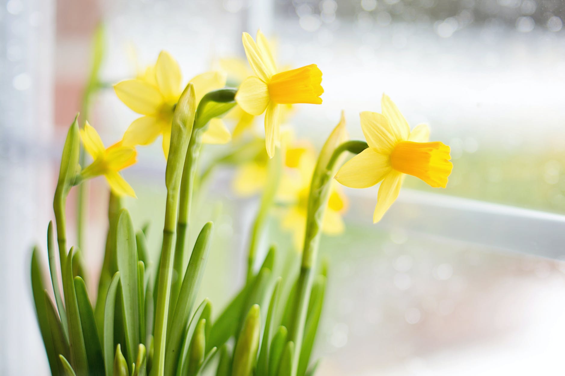 How to Grow and Care for Daffodils?