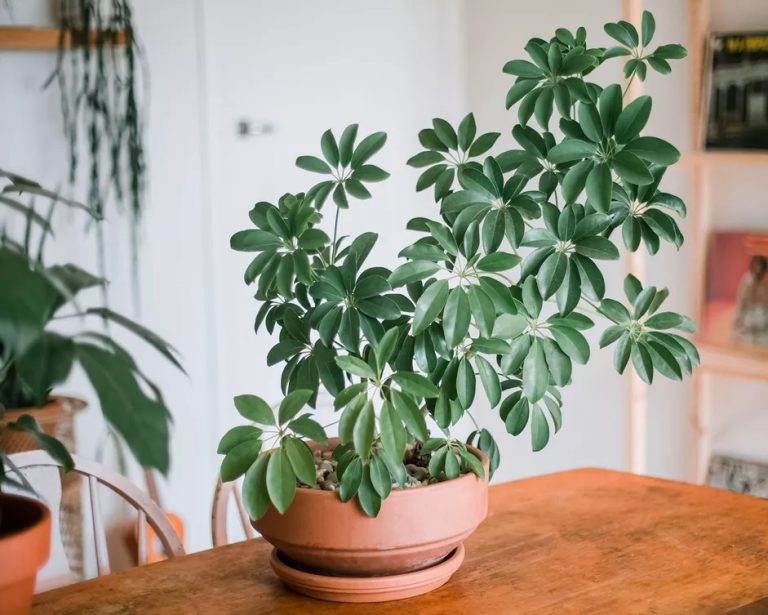 How to Grow and Propagate Schefflera Plants?