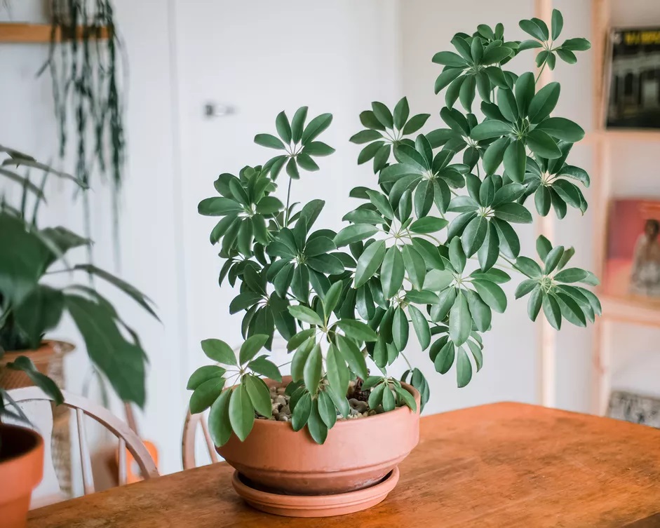 How to Grow and Care Schefflera Plants?