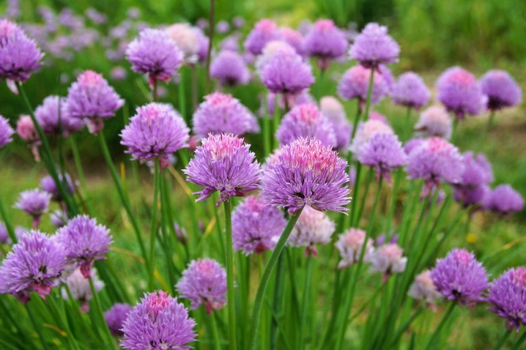 How to Grow and Care for Alliums?