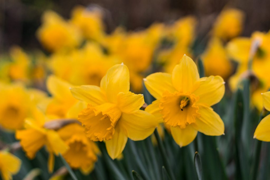 Facts About Daffodils