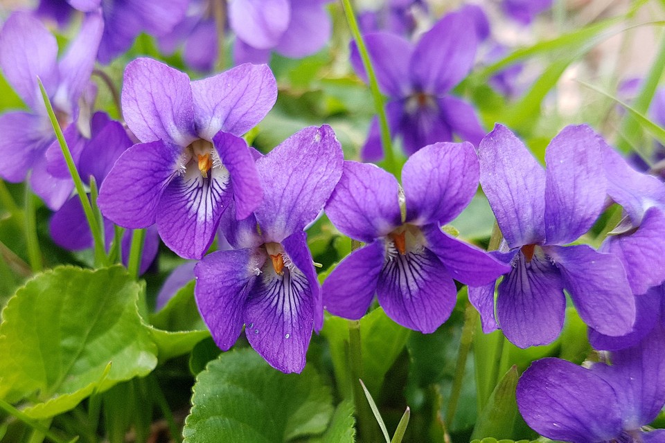 Growing Wild Violet