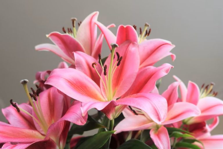 How to Grow and Care for Lilies?