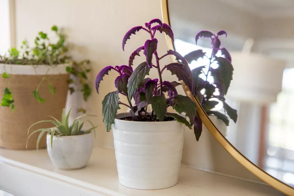 How to Grow and Care for Purple Passion?