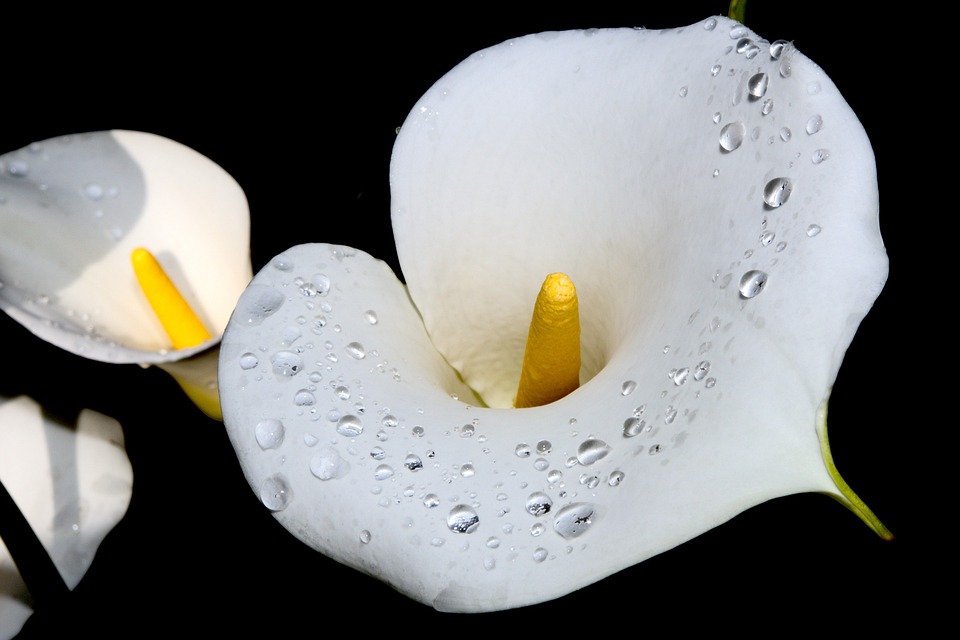 Caring Calla Lilies 