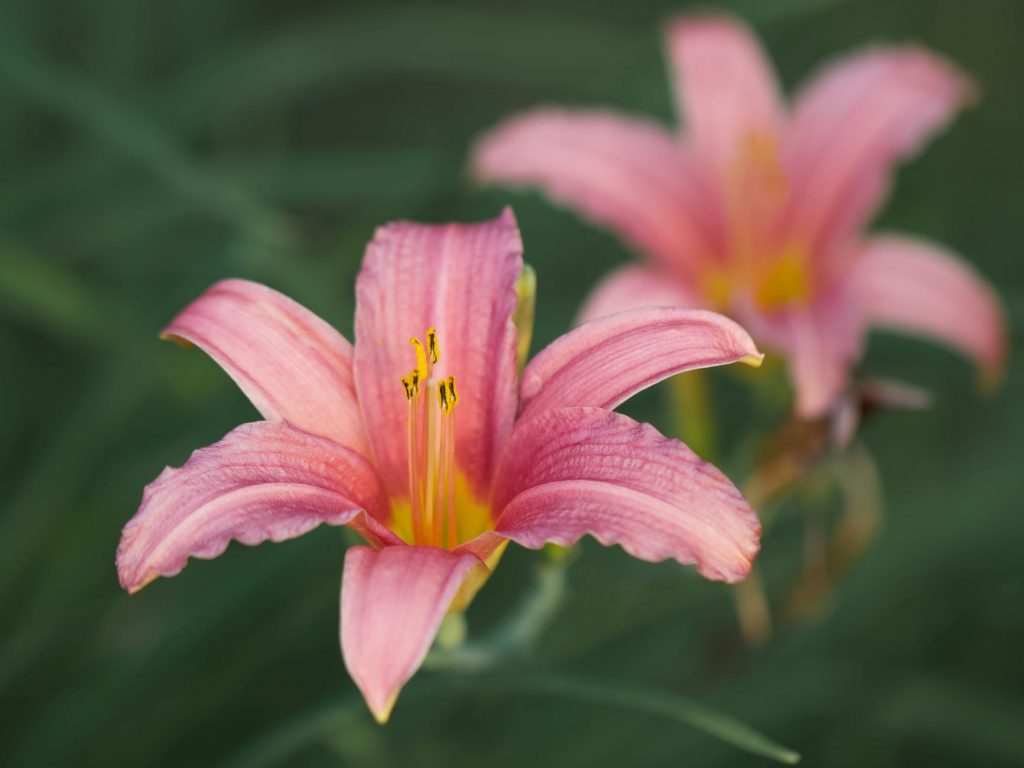 Caring Lilies