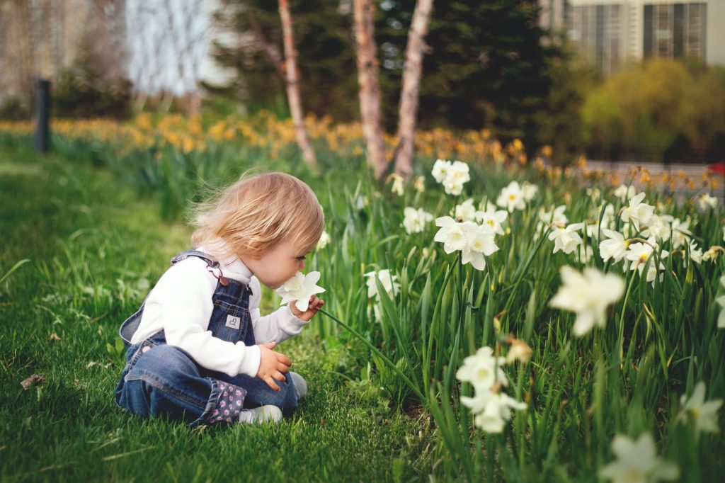 Caring for Daffodils