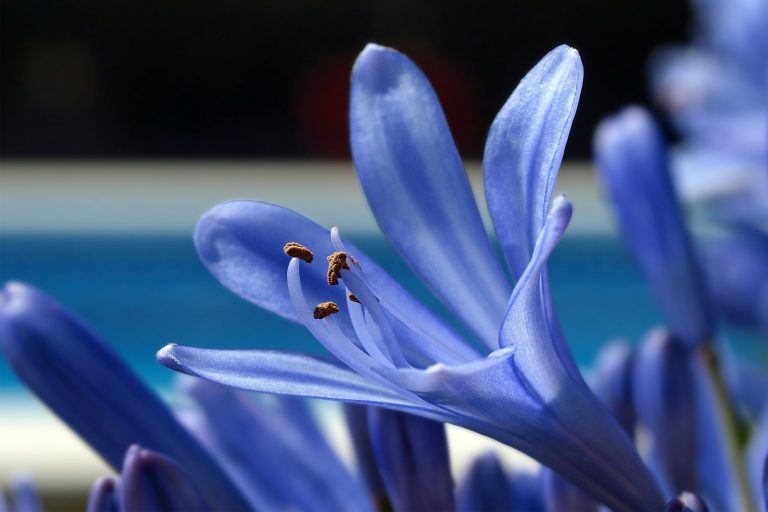 How to Grow and Care for Agapanthus?