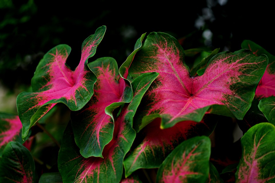 How to Grow and Care for Caladiums?