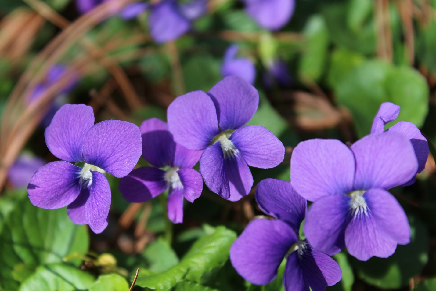 How to Grow and Care for Wild Violets?