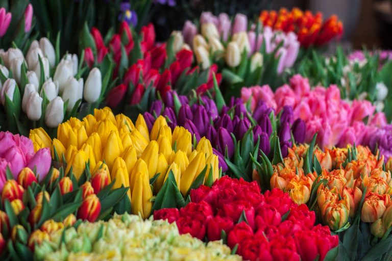 How to Grow and Care for Tulips?