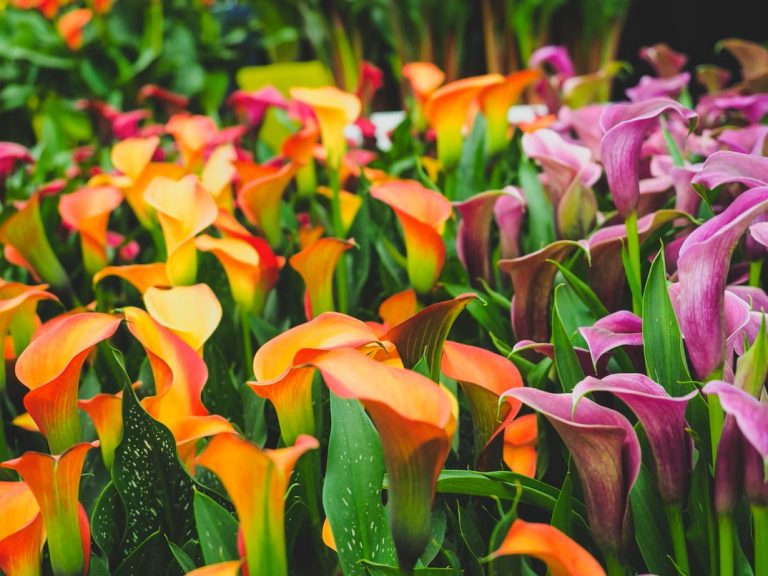 How to Grow and Care for Calla Lilies?