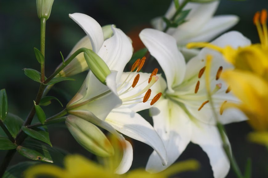 Pest and Disease Lilies