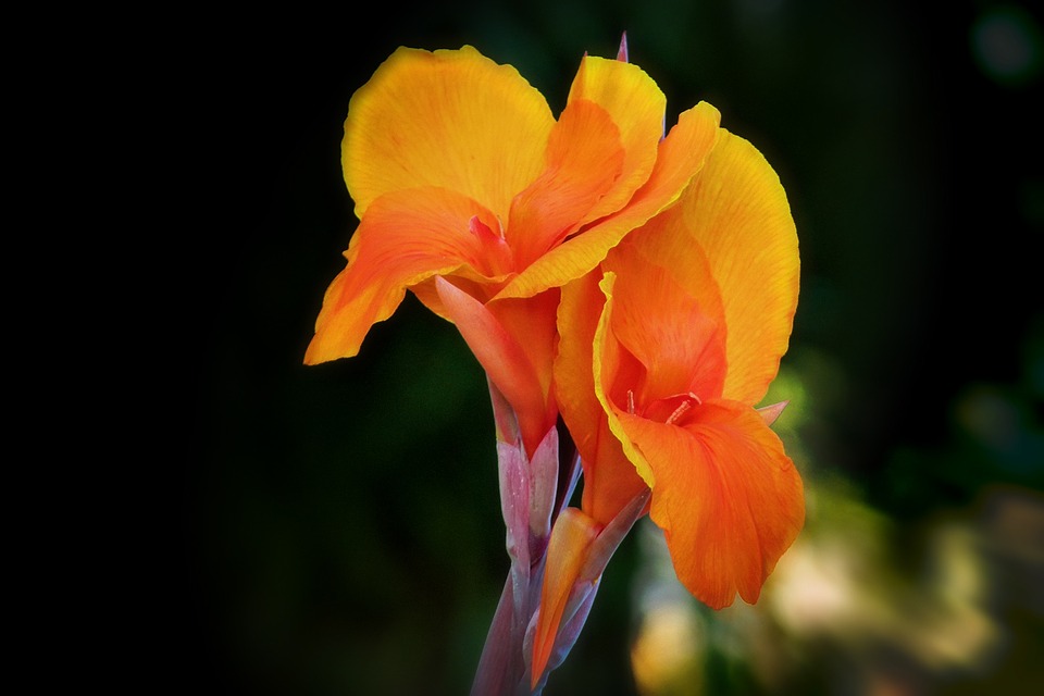 About Cannas