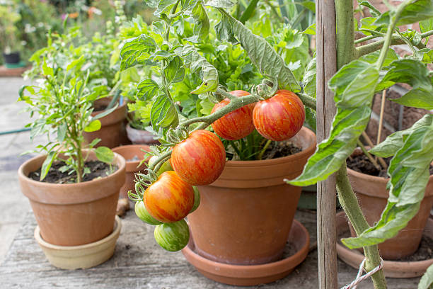 Tomato plant with green and red fruits