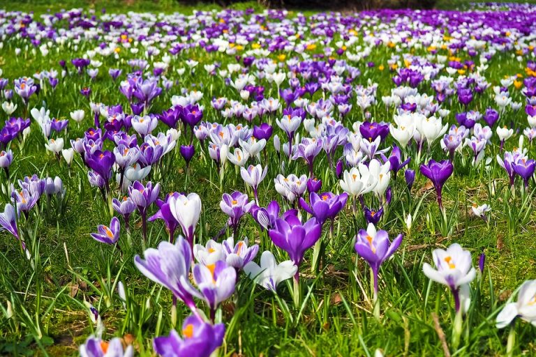 How to Grow and Care for Crocus?
