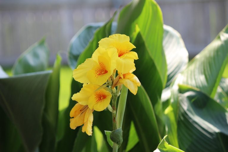 How to Grow and Care for Cannas?
