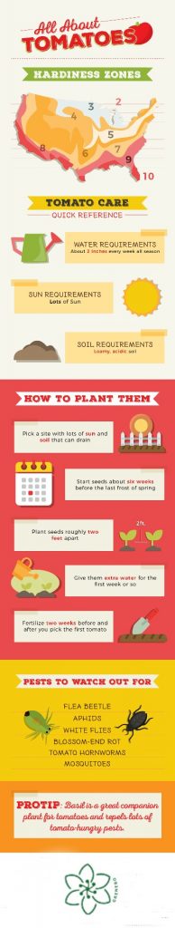 How to Plant and Care for Tomatoes
