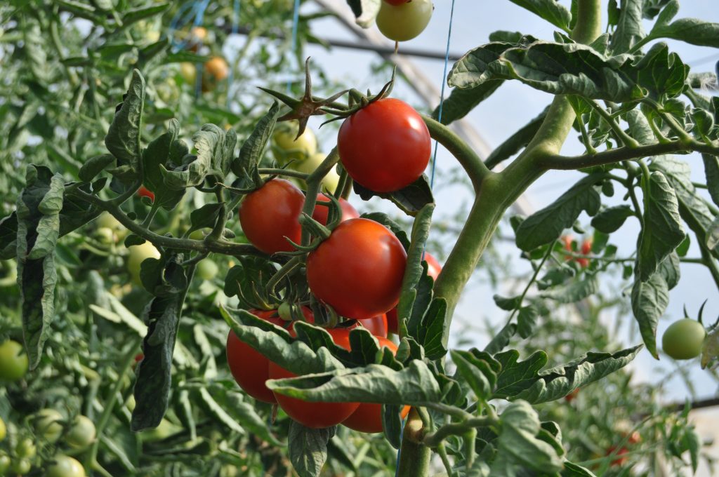 About Tomato