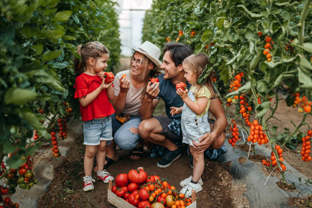 Kids eating tomato with parents and looking each other