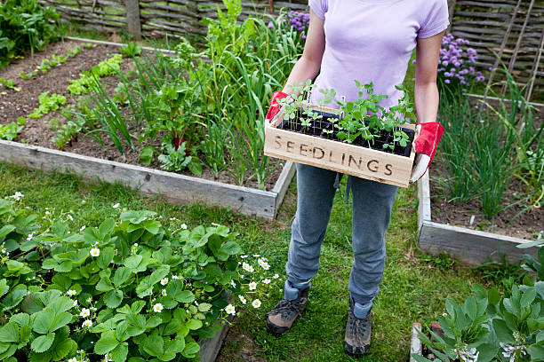 Woman holding wooden tray of seedlings ready for planting in the garden and vegetable patch.